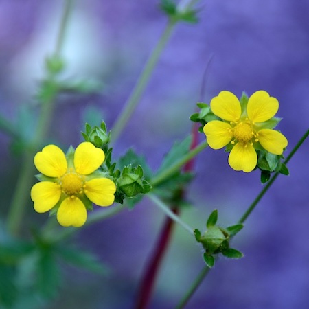 Potentilla intermedia